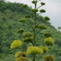 Agave vera-cruz Mill.